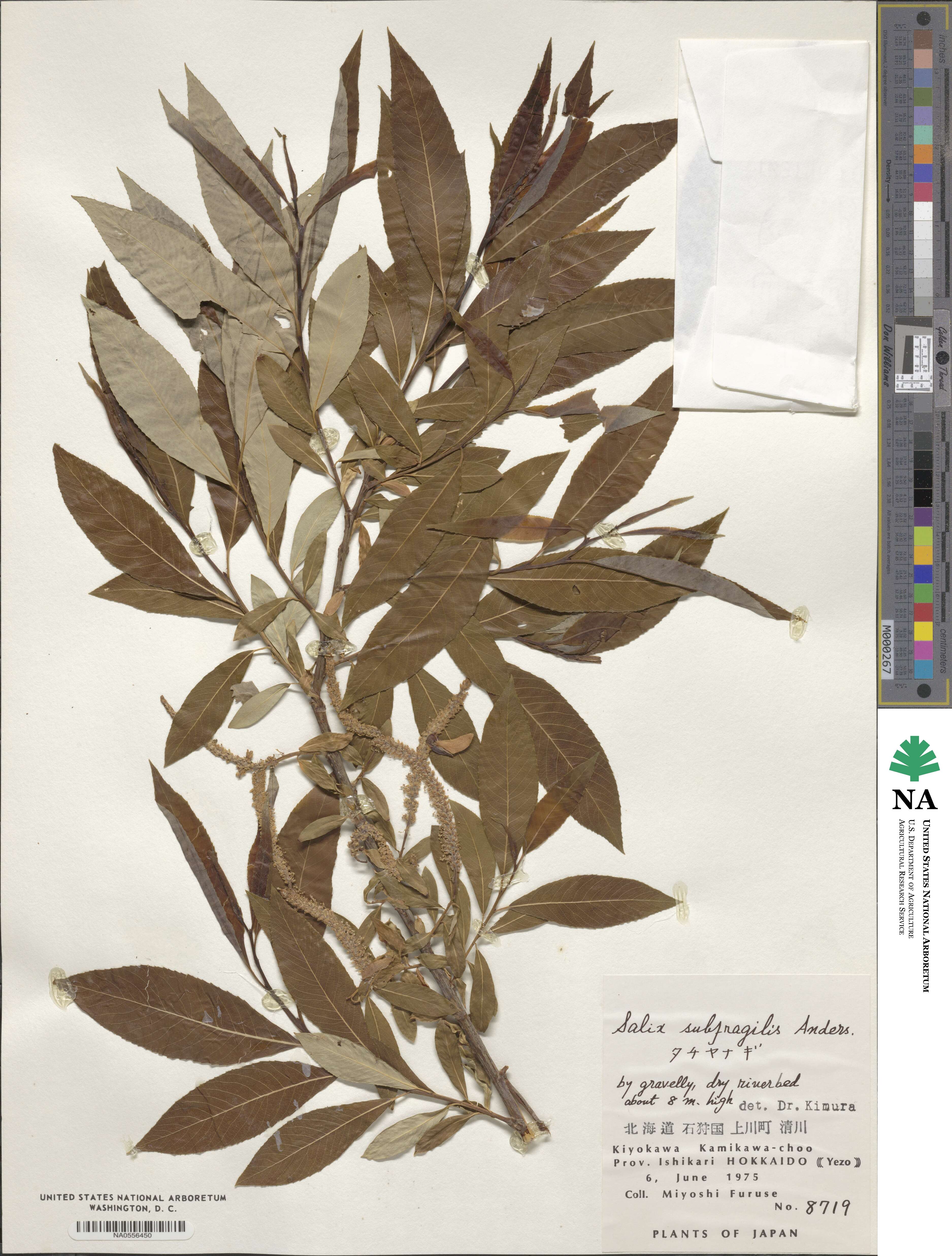 Salix subfragilis image