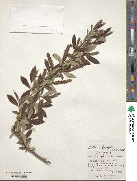 Salix subfragilis image