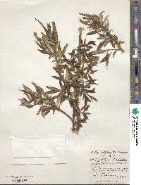 Salix subfragilis image