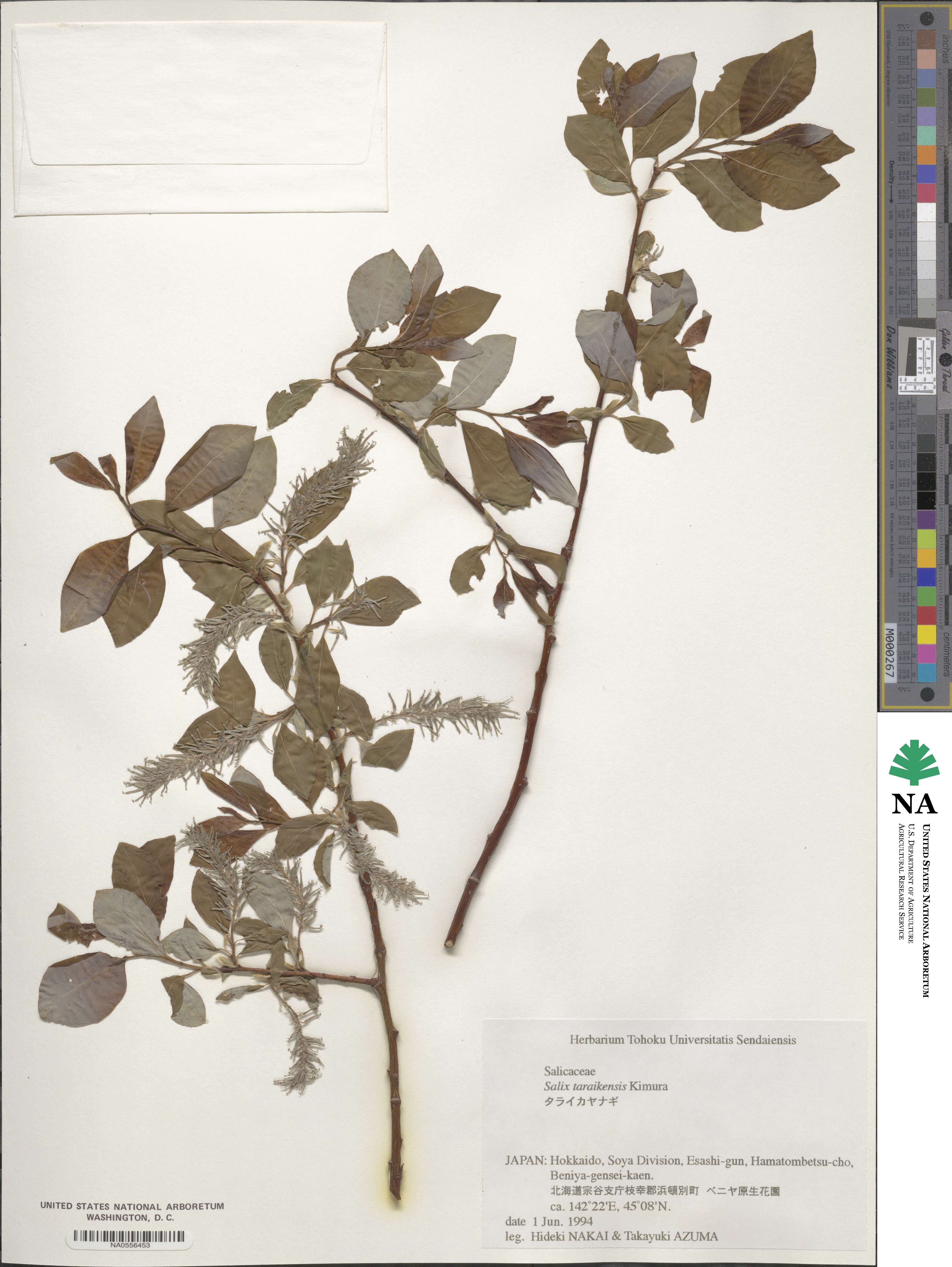 Salix taraikensis image