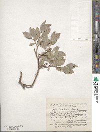 Salix taraikensis image