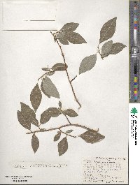 Salix taraikensis image