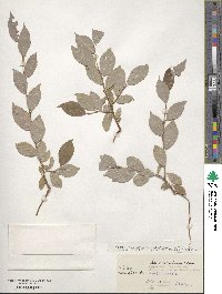 Salix taraikensis image