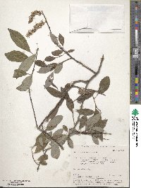 Salix taraikensis image