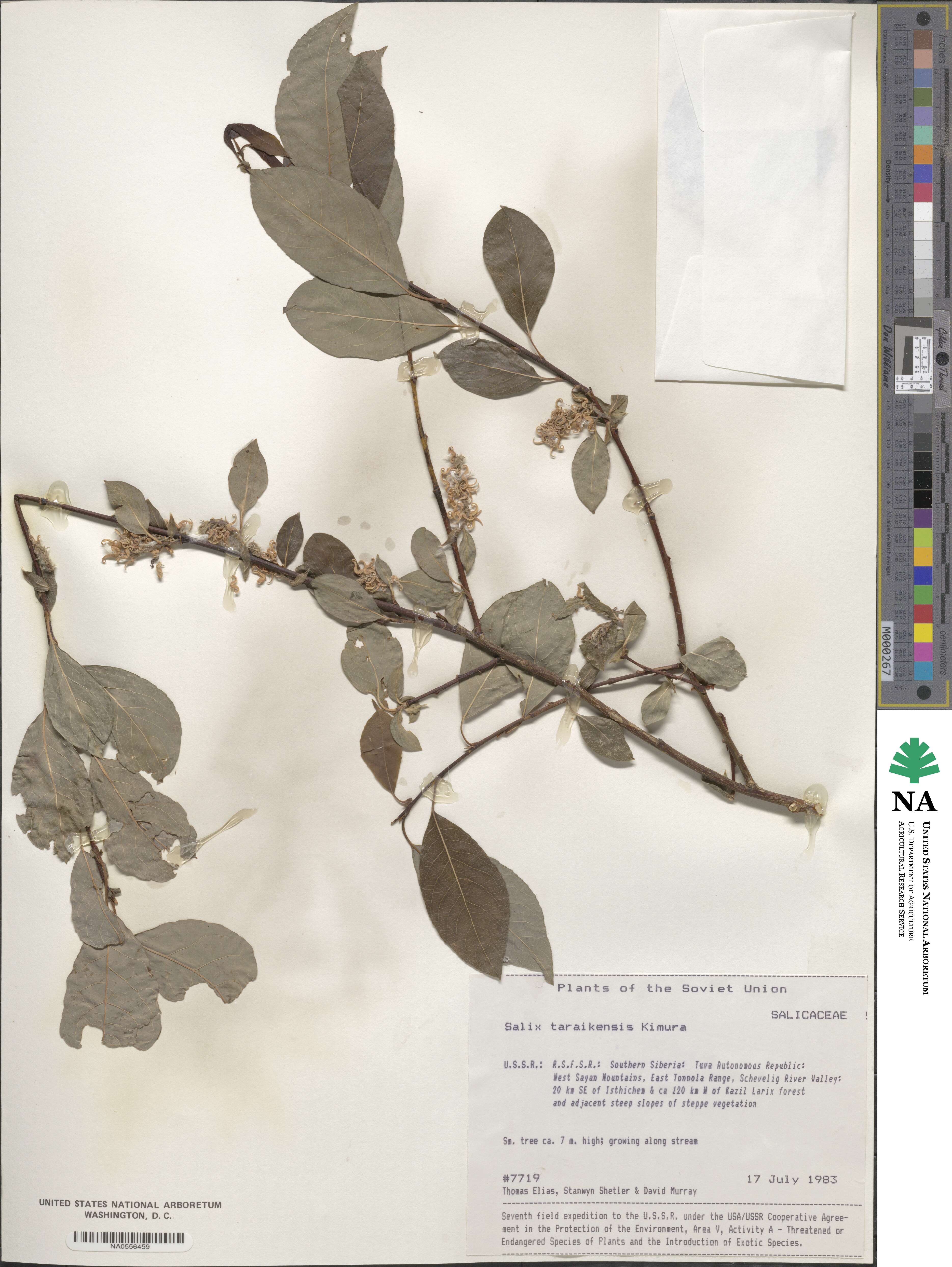 Salix taraikensis image