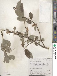 Salix taraikensis image