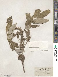 Salix tetrasperma image