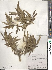 Salix sajanensis image
