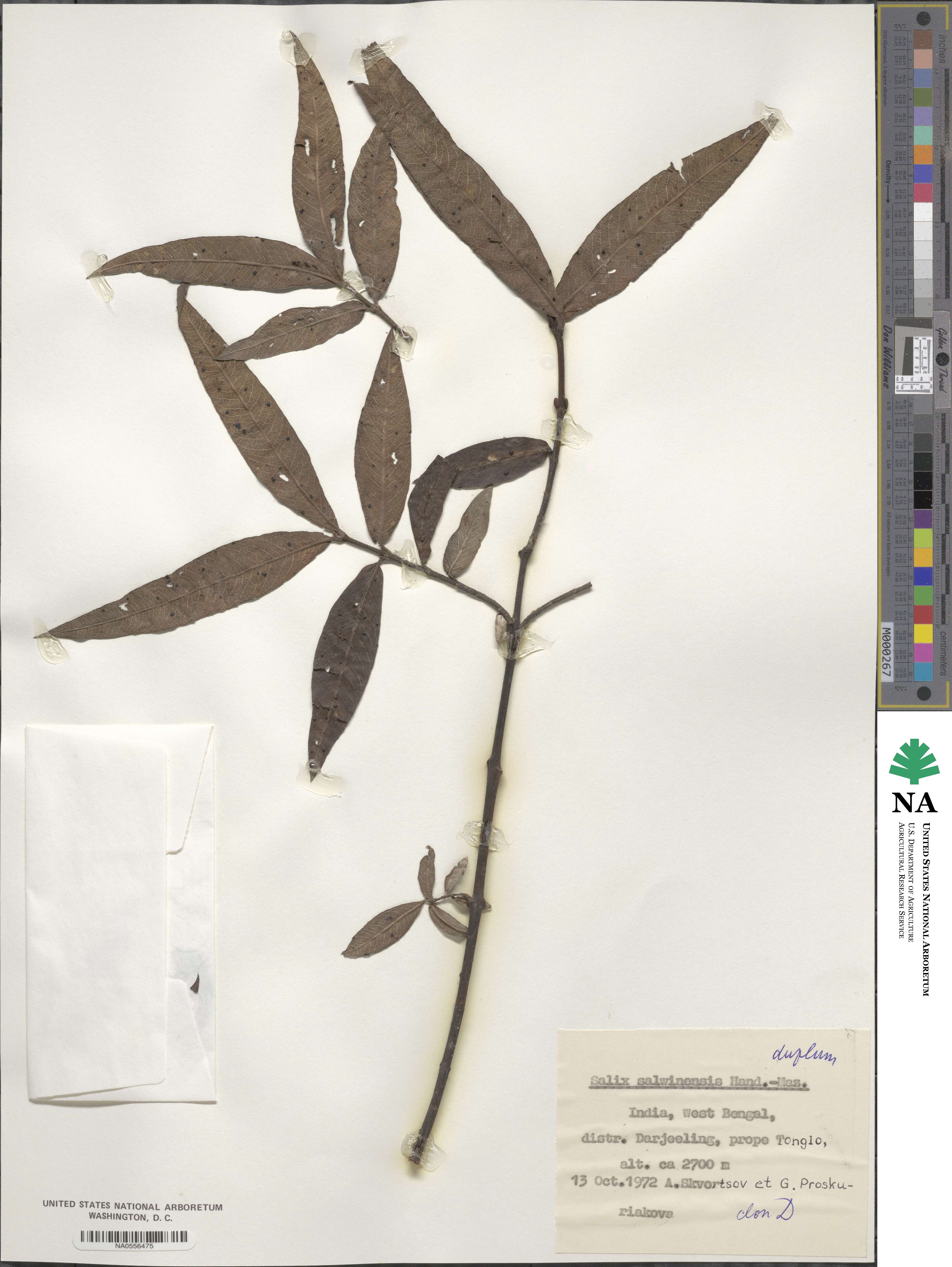 Salix salwinensis image