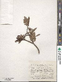 Salix saposhnikovii image