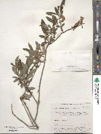 Salix saposhnikovii image