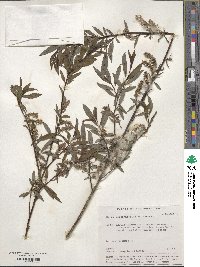 Salix saposhnikovii image