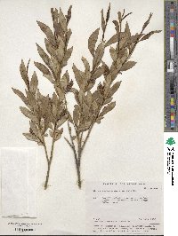 Salix saposhnikovii image