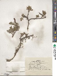 Salix saxatilis image