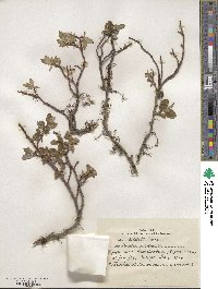 Salix saxatilis image