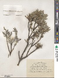 Salix schugnanica image