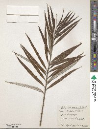 Salix schwerinii image