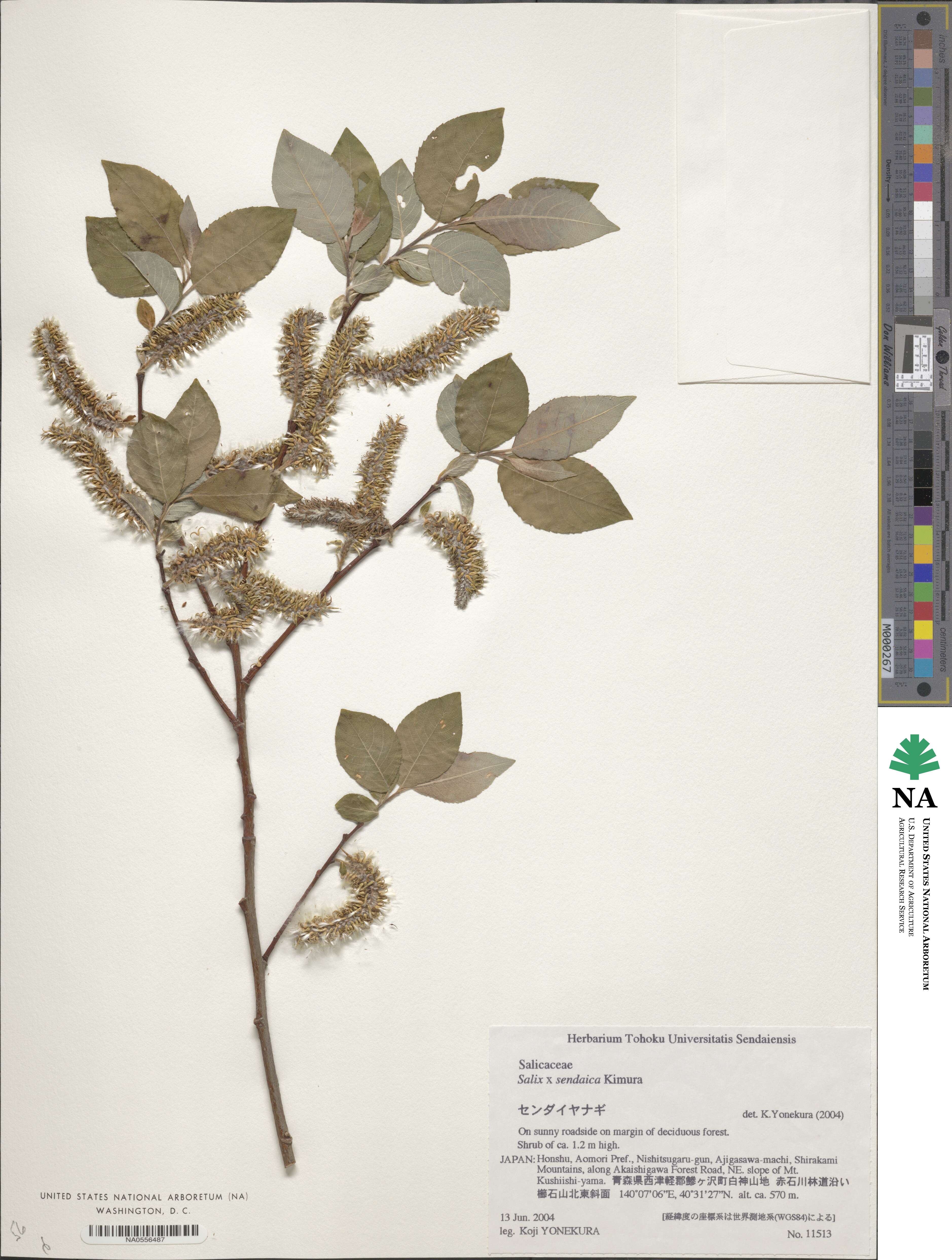 Salix ×sendaica image