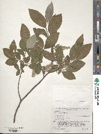 Salix ×sendaica image