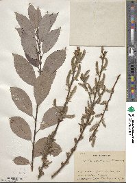 Salix ×sendaica image