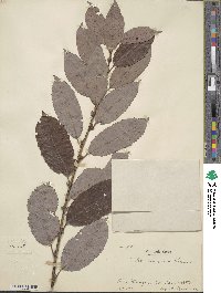 Salix ×sendaica image