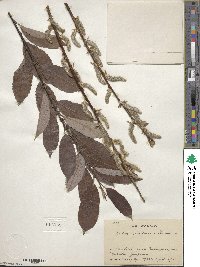 Salix ×sendaica image