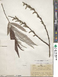 Salix serotina var. yezoensis image