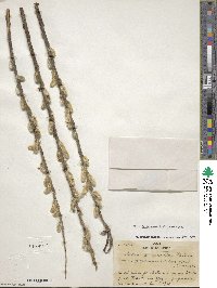 Salix serotina var. yezoensis image