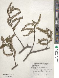 Salix ×sendaica image