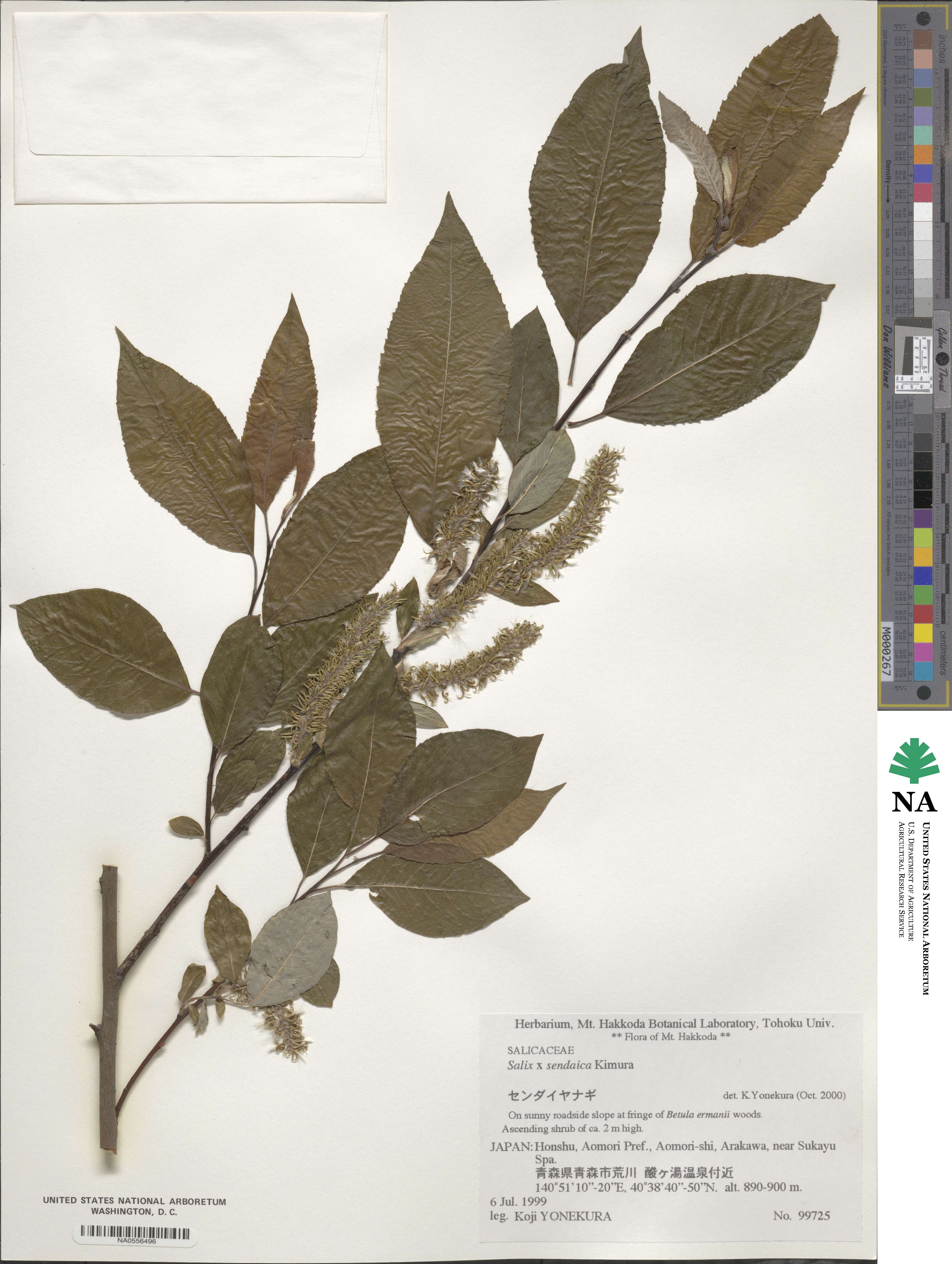 Salix ×sendaica image