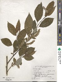 Salix ×sendaica image