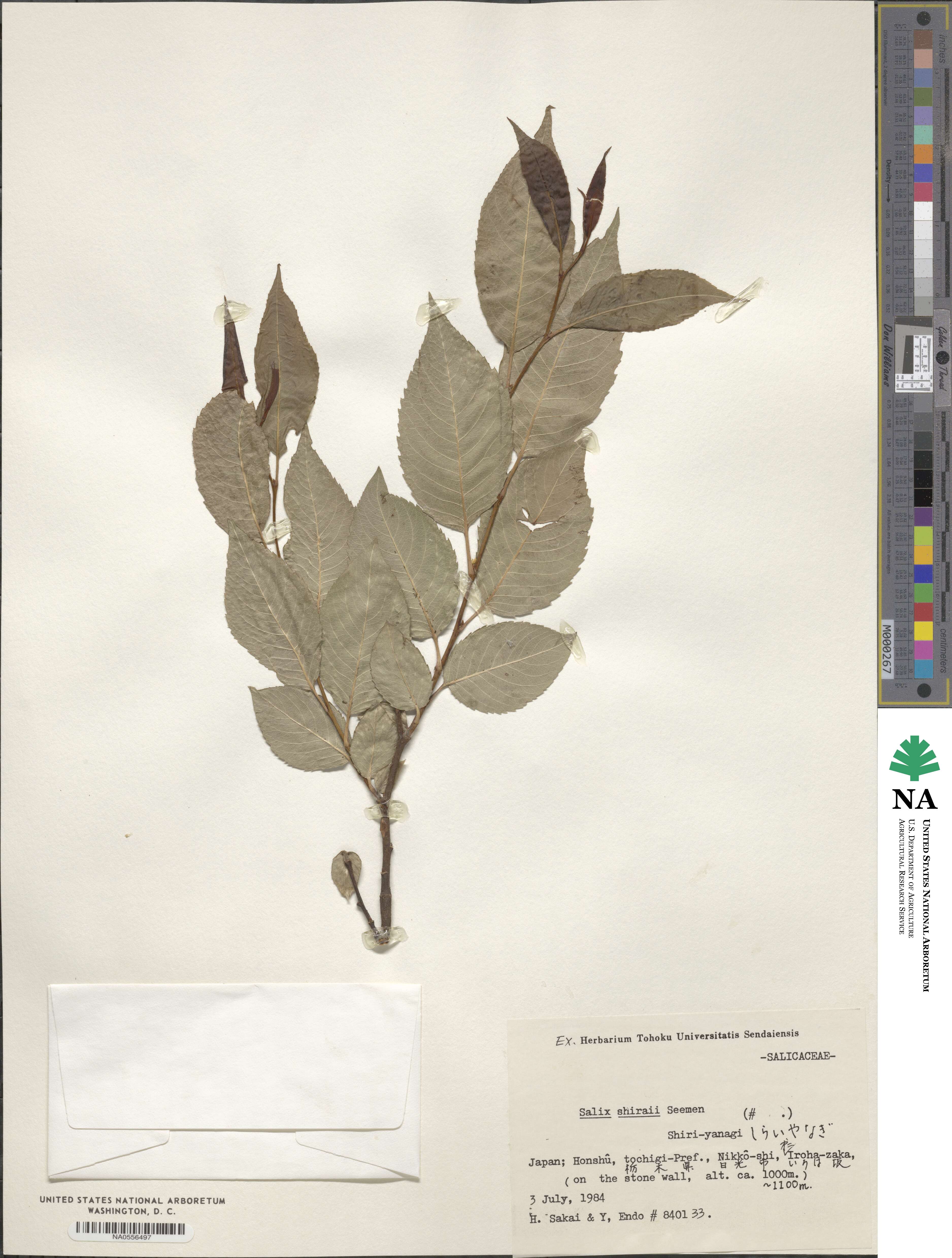 Salix shiraii image