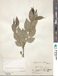 Salix shiraii image