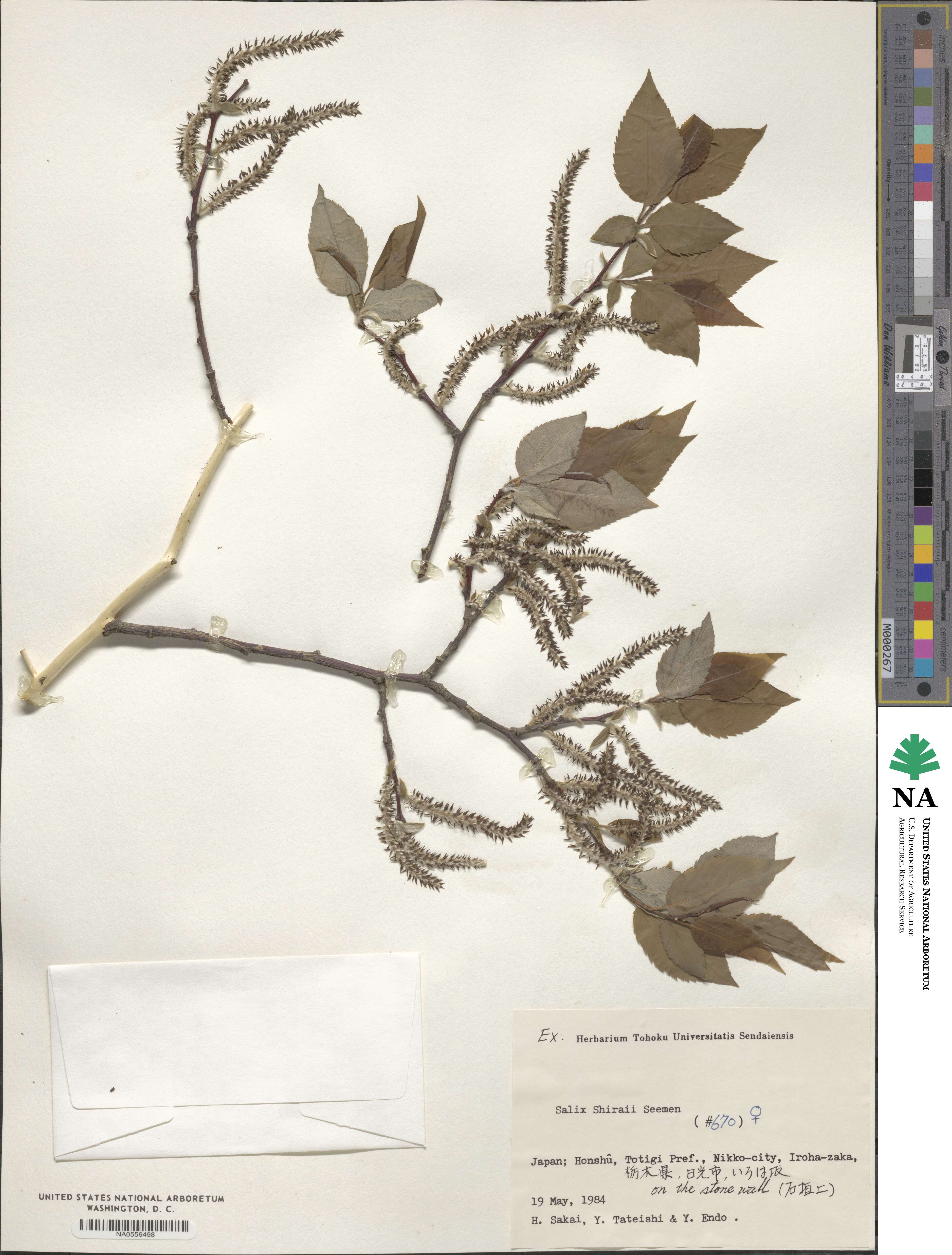 Salix shiraii image