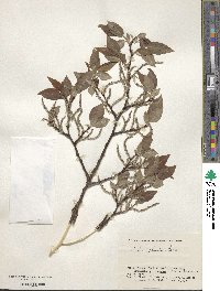 Salix shiraii image