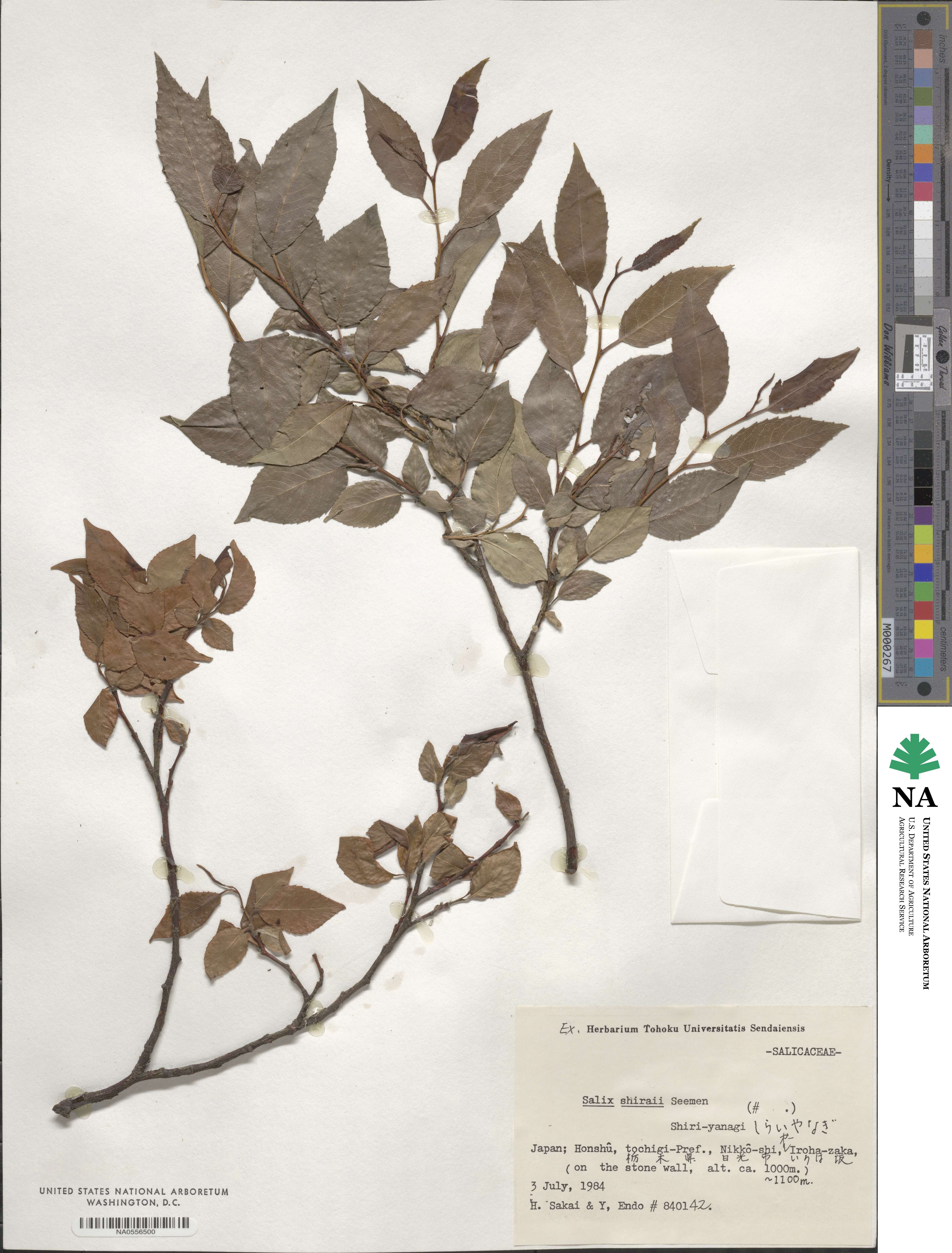 Salix shiraii image