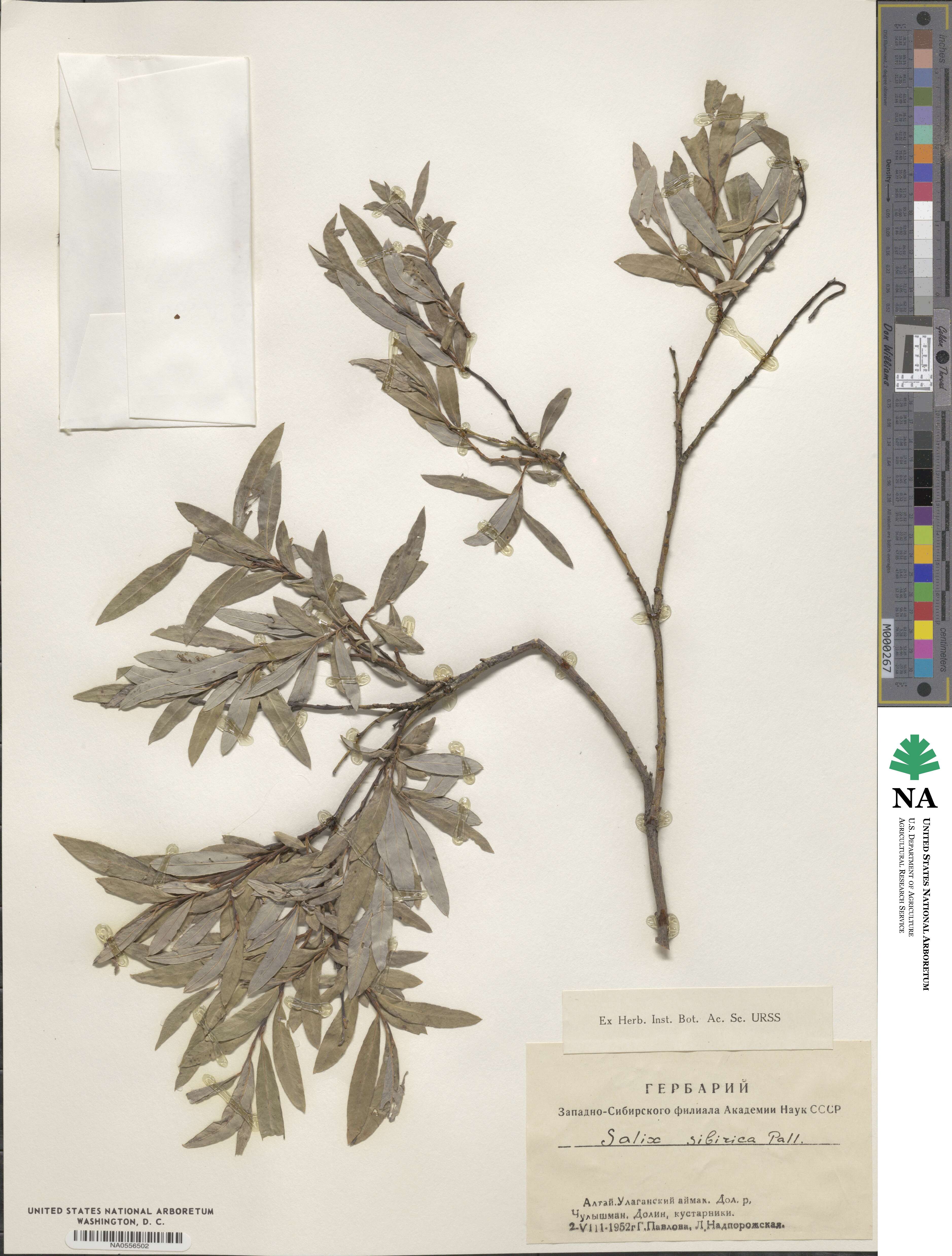 Salix rosmarinifolia image