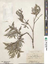 Salix rosmarinifolia image