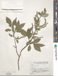 Salix sieboldiana image