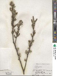 Salix sieboldiana image