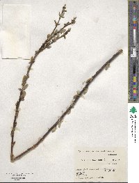 Salix sieboldiana image