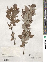 Salix sieboldiana image