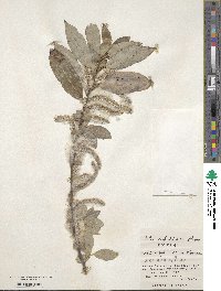 Salix sieboldiana image