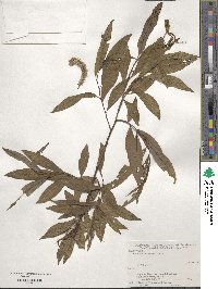 Salix udensis image