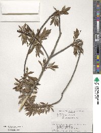 Salix udensis subsp. sachalinensis image