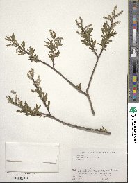 Salix udensis subsp. sachalinensis image