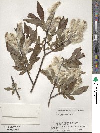 Salix udensis subsp. sachalinensis image