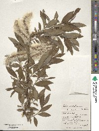 Salix udensis subsp. sachalinensis image