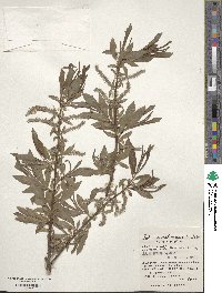 Salix udensis image