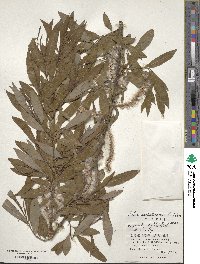 Salix udensis subsp. sachalinensis image